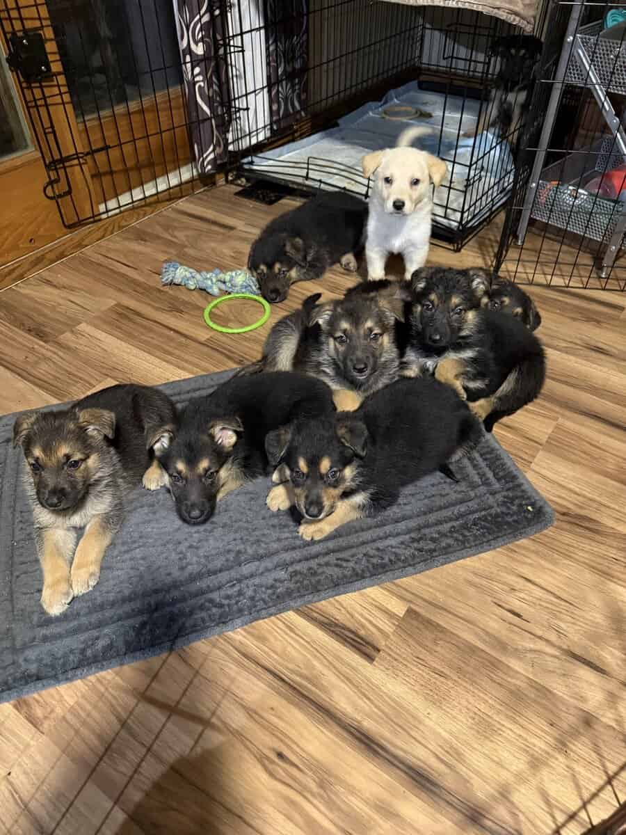 German shepherd puppies ready 12/20/2025 image 3