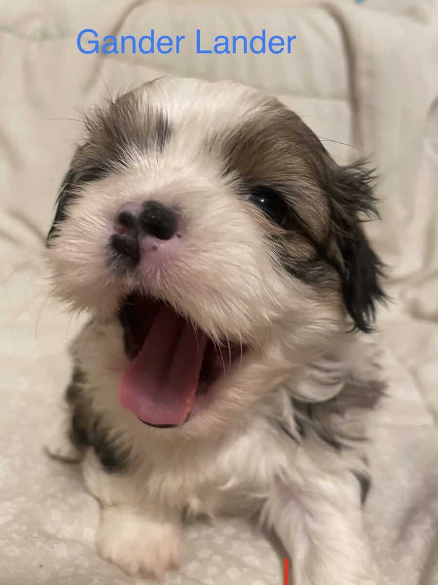 Shih Tzu Pups image 11