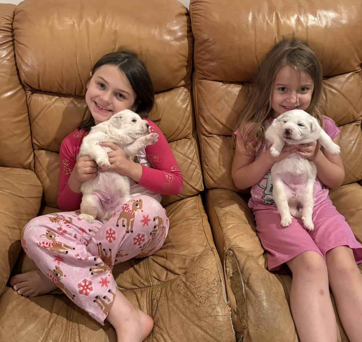 Beautiful Great Pyrenees Puppies for sale image 2