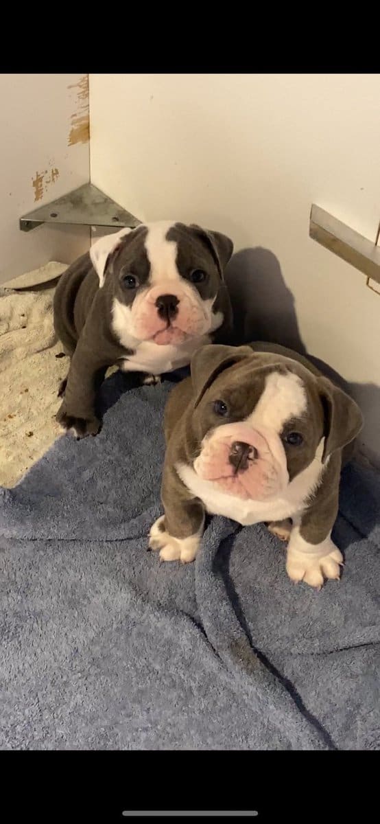 Old English Bulldog image 1