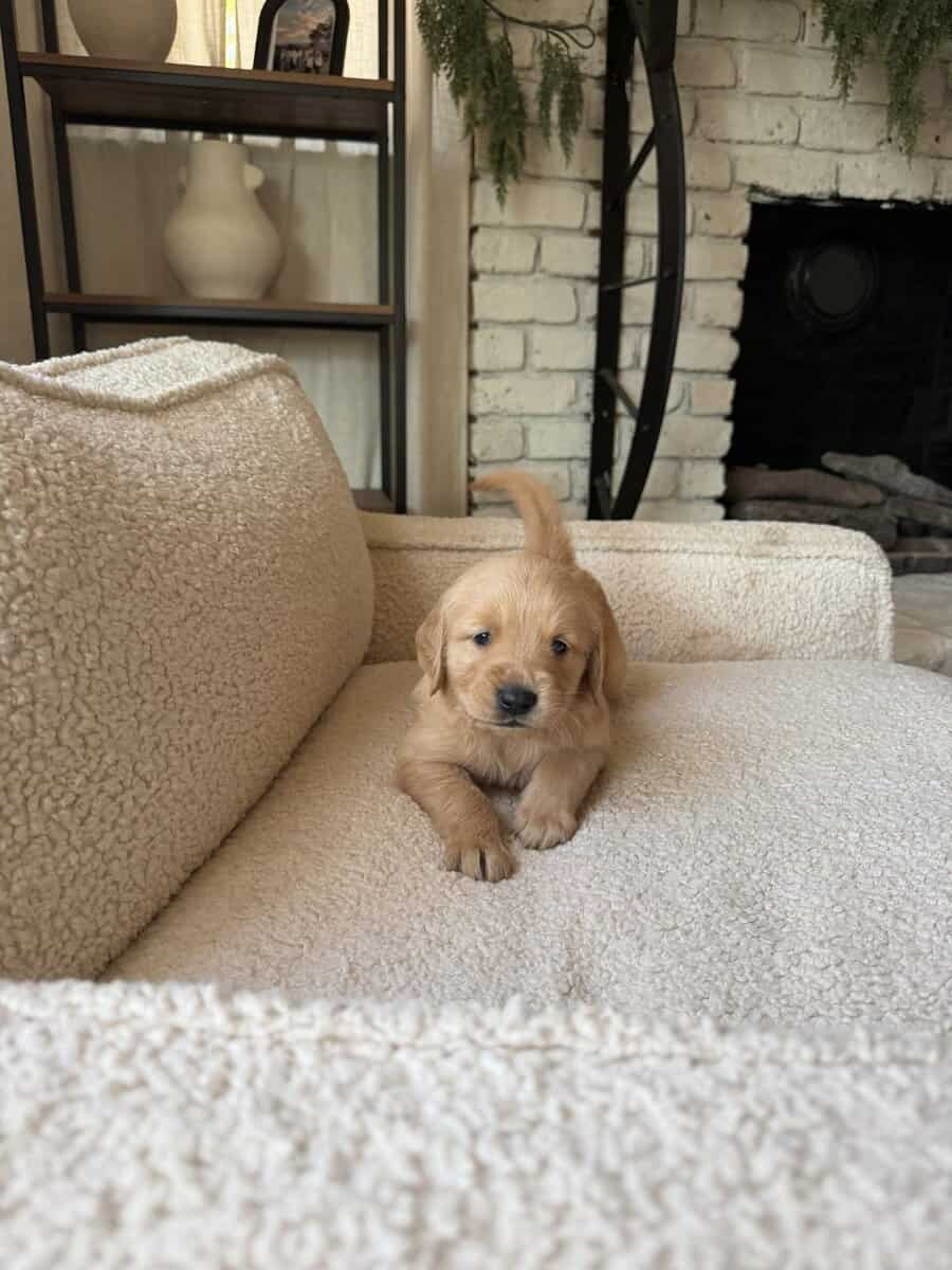 Purebred Golden Retriever Puppies For Sale! image 4