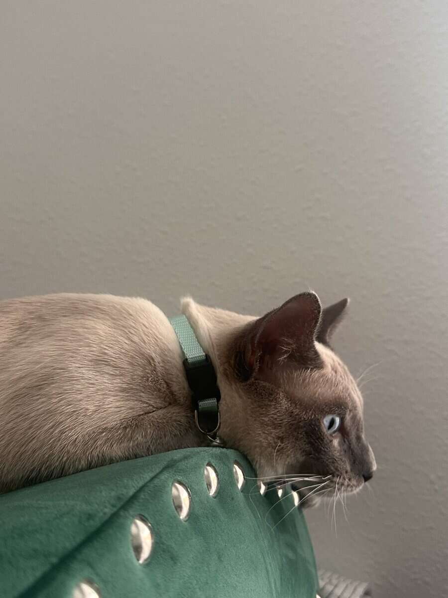Blue Point Siamese for sale image 5