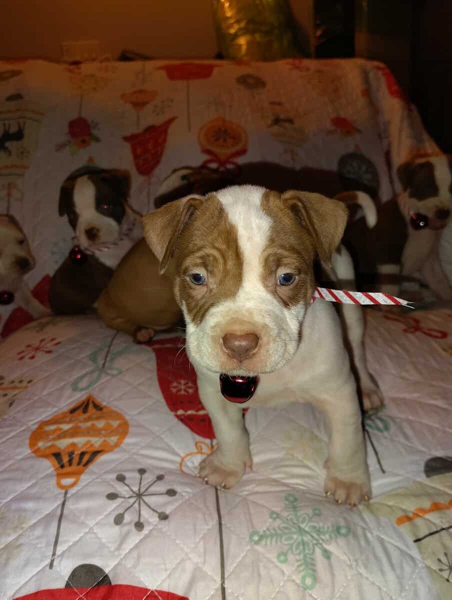 Christmas Pups image 15