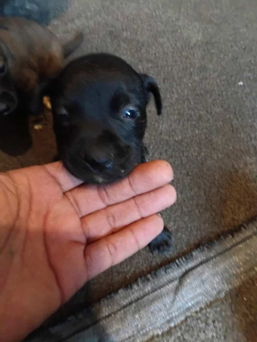 Beautiful 2 months old puppies image 10
