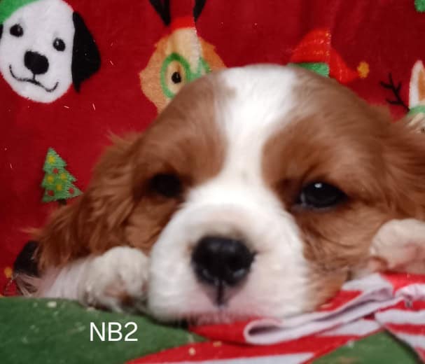 AKC Cavalier Puppies image 1