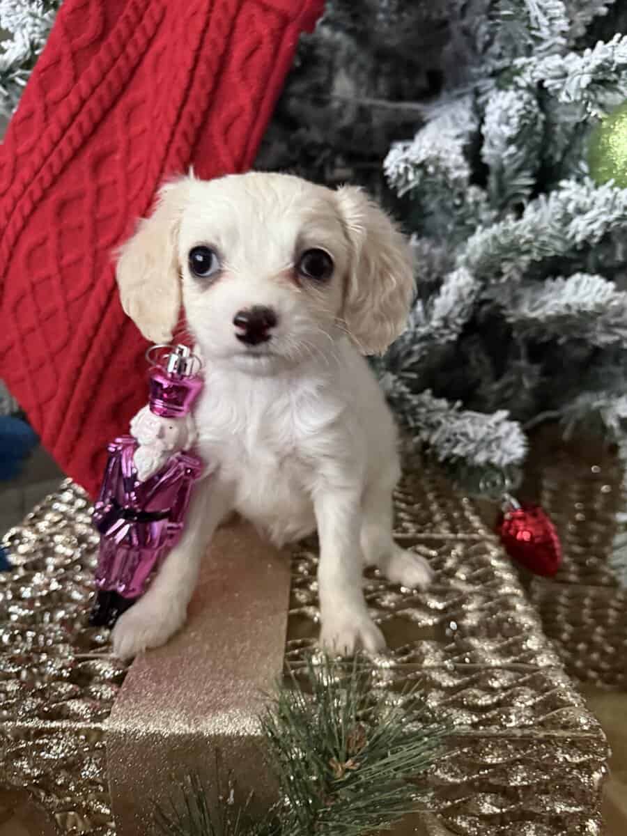 Cavachon Pups For Sale image 2