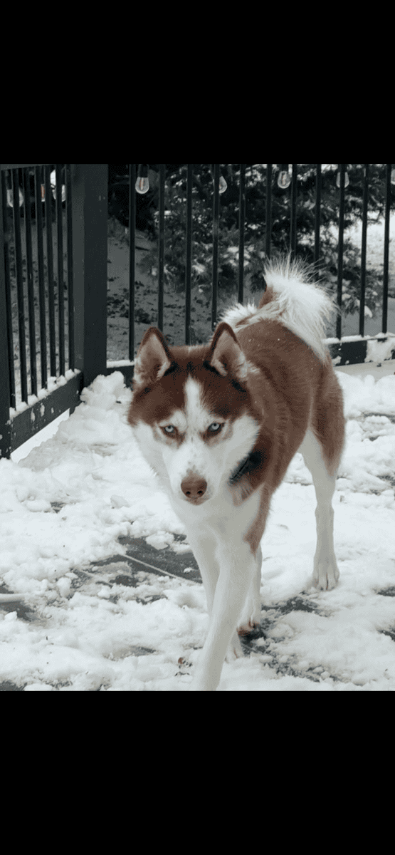 Purebred Siberian Husky – Blue Eyes – Excellent Co image 1