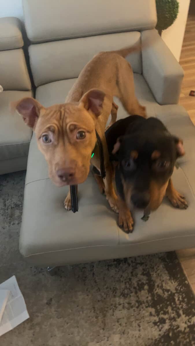 2 Dogs needing a good home image 2