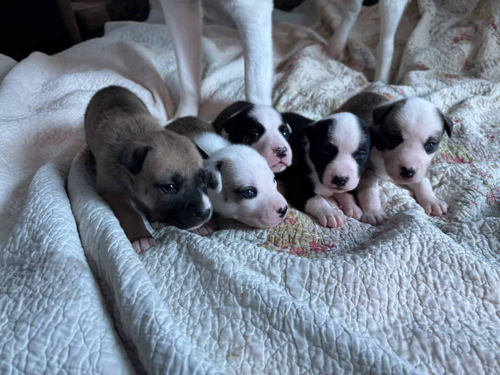 Staffordshire Terrier/Husky puppies image 5