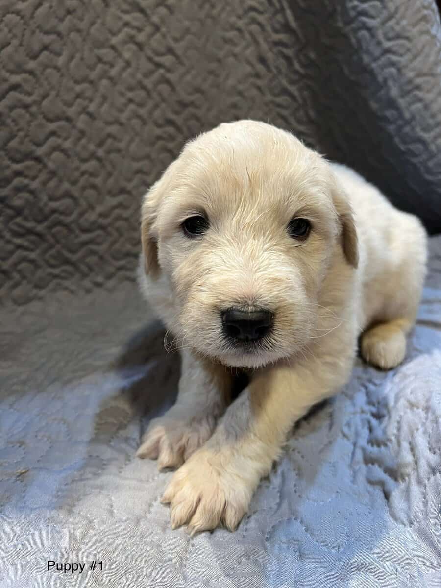 5 Farm Pups image 15