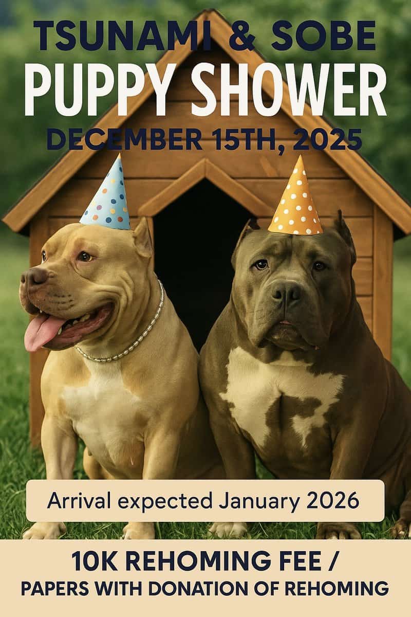 AMERICAN POCKET BULLY PUPS image 3