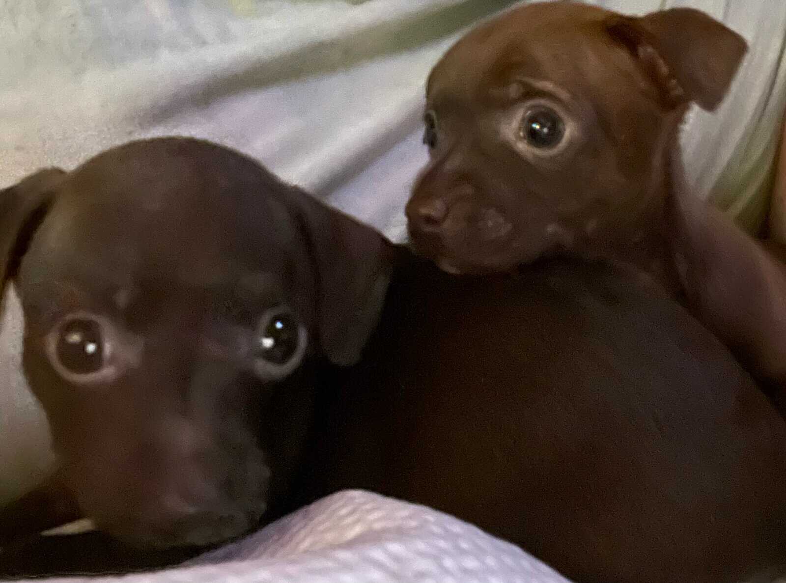 Chihuahua puppies image 4