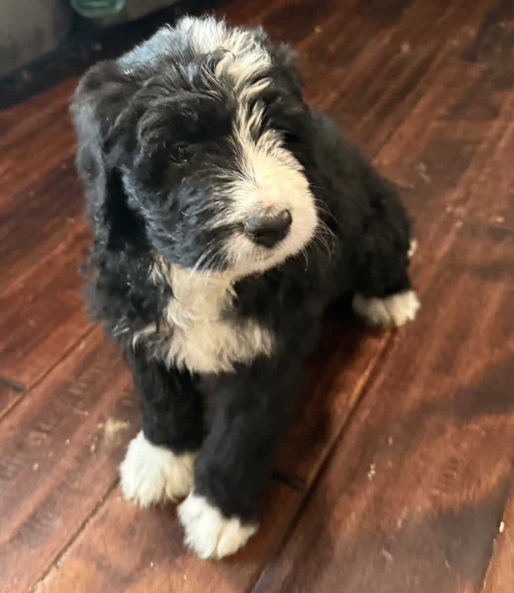 Bernedoodle Pups For Sale image 4