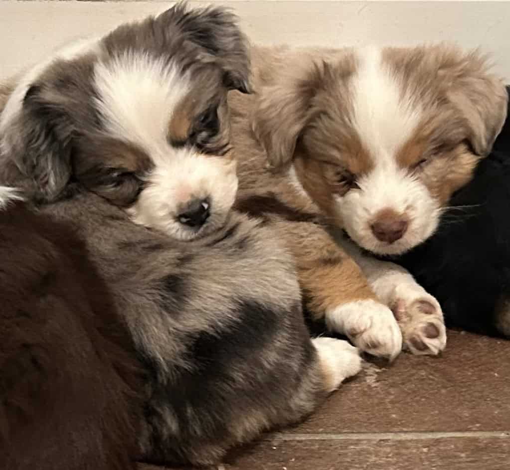 Blue Merle Mini Aussie image 1