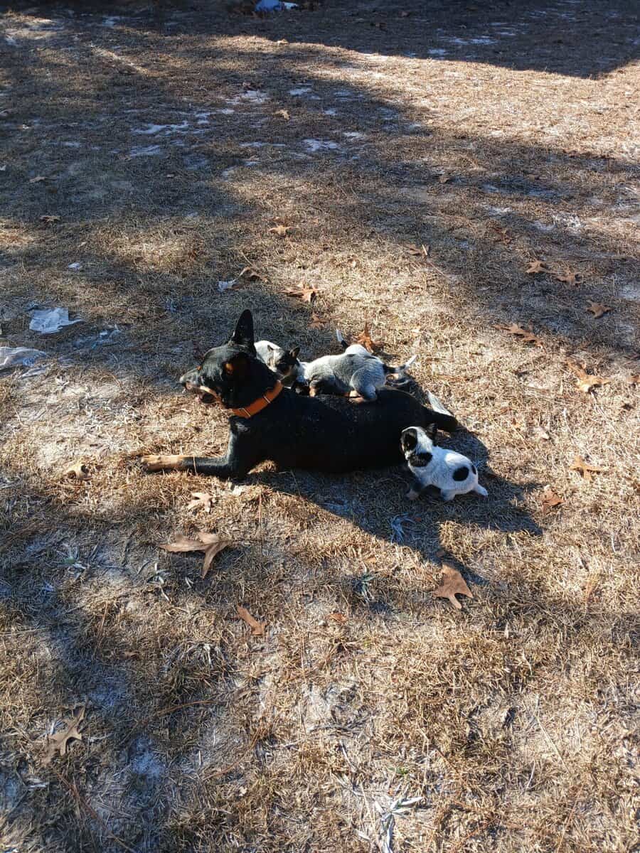 Blue Heeler Pups for sale (Full Blooded) image 3