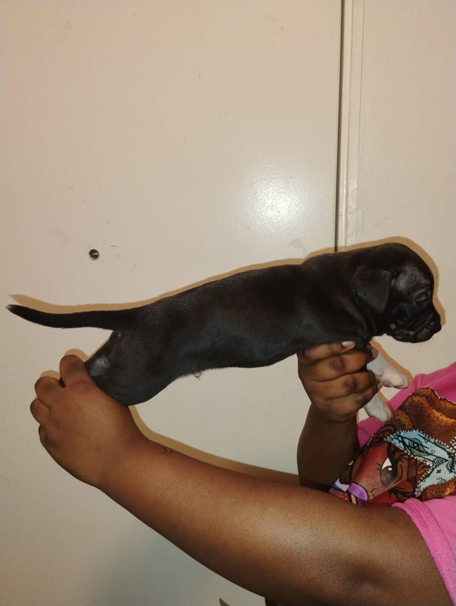 Corso pit mix image 1