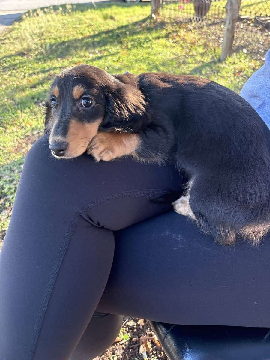 Miniature female dachshund image 5