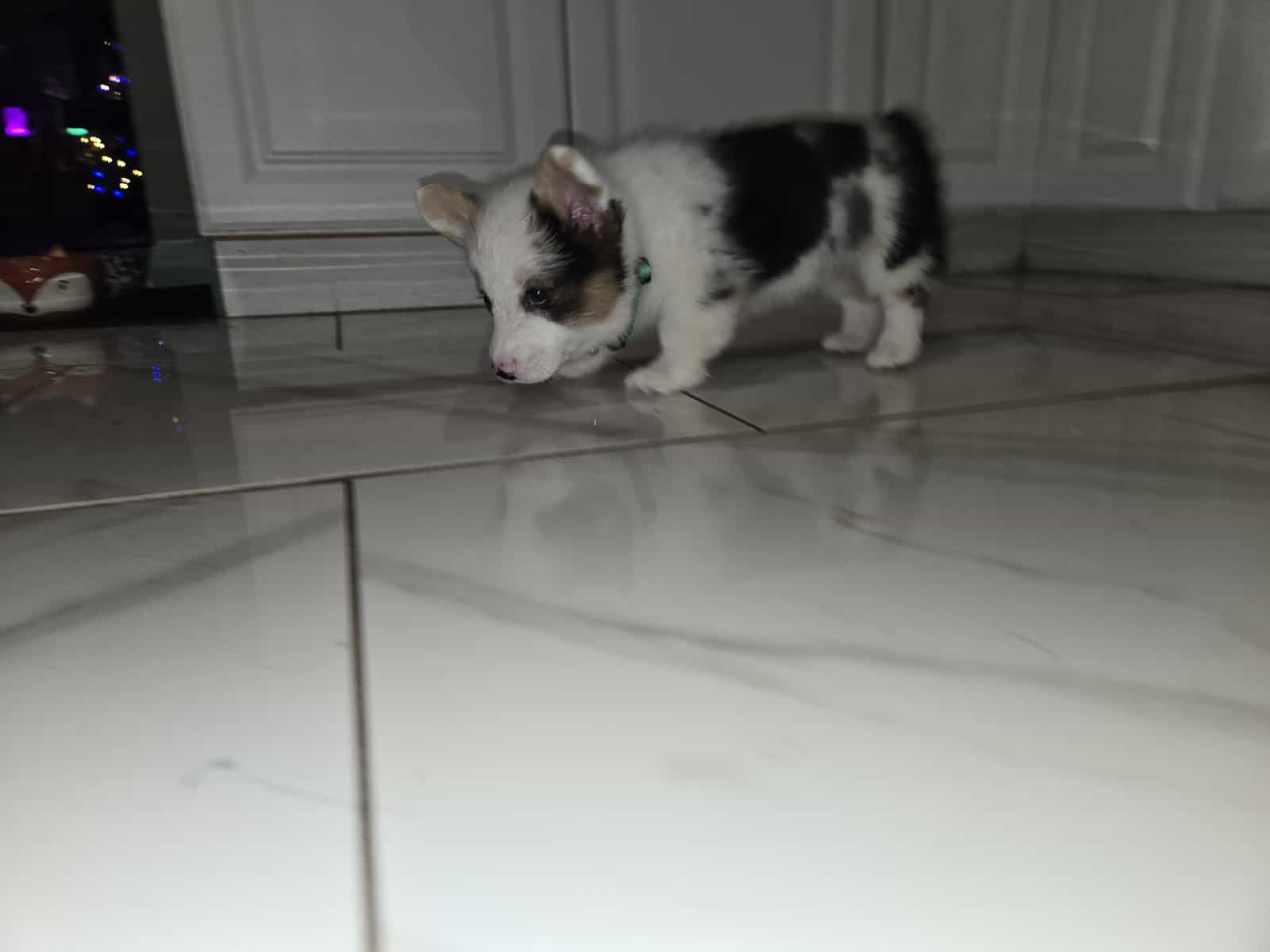American corgi image 4