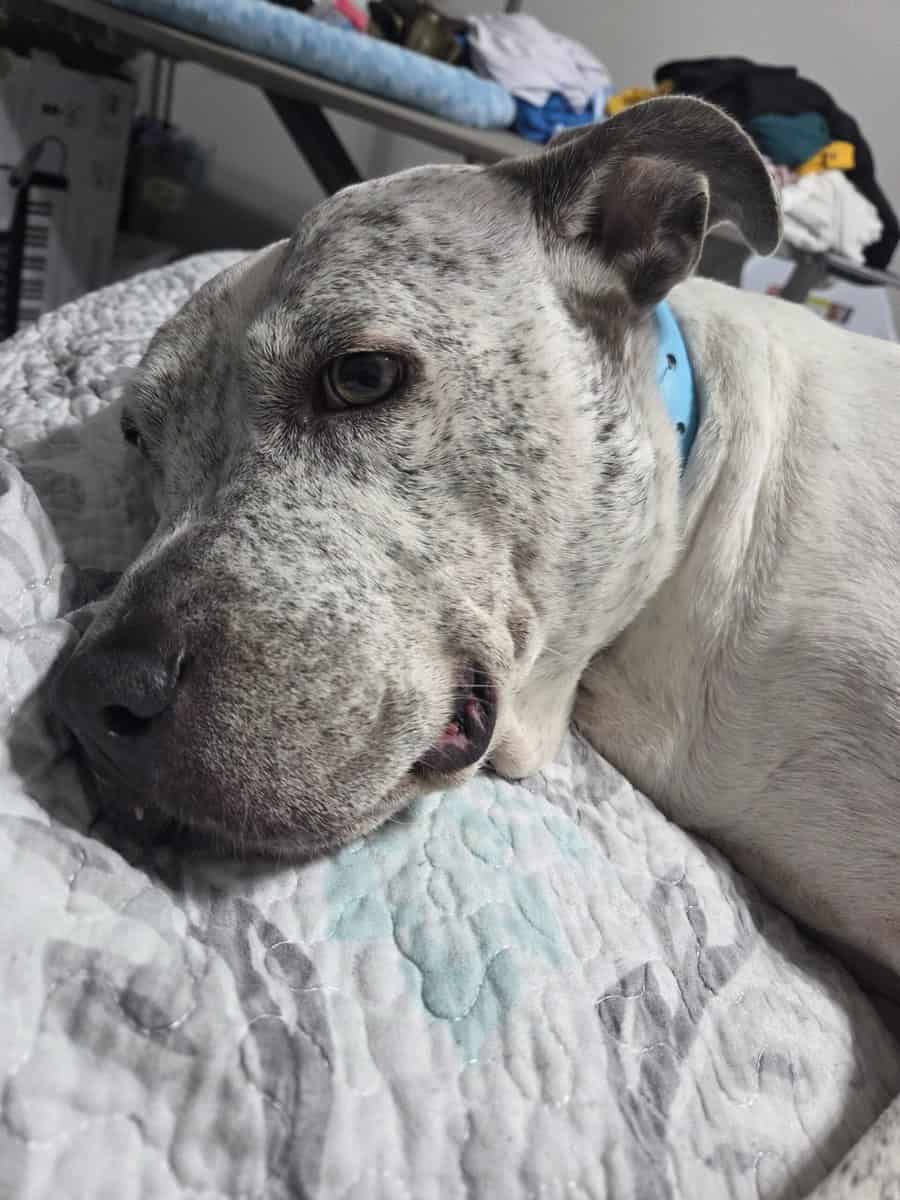Adult female pitbull mix free to a good home image 6