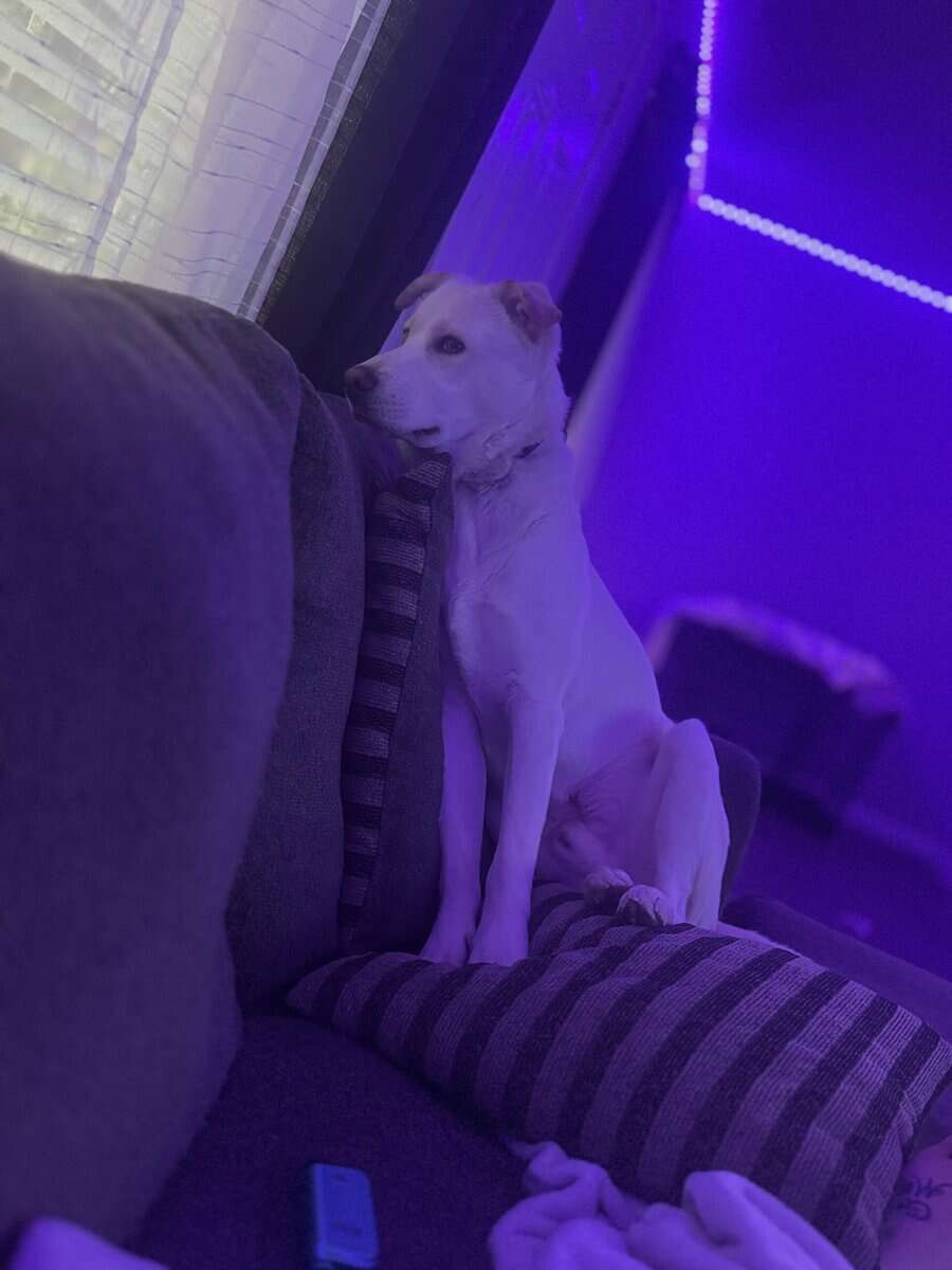 Meet Blaze: 10-Month-Old Husky Mix image 4