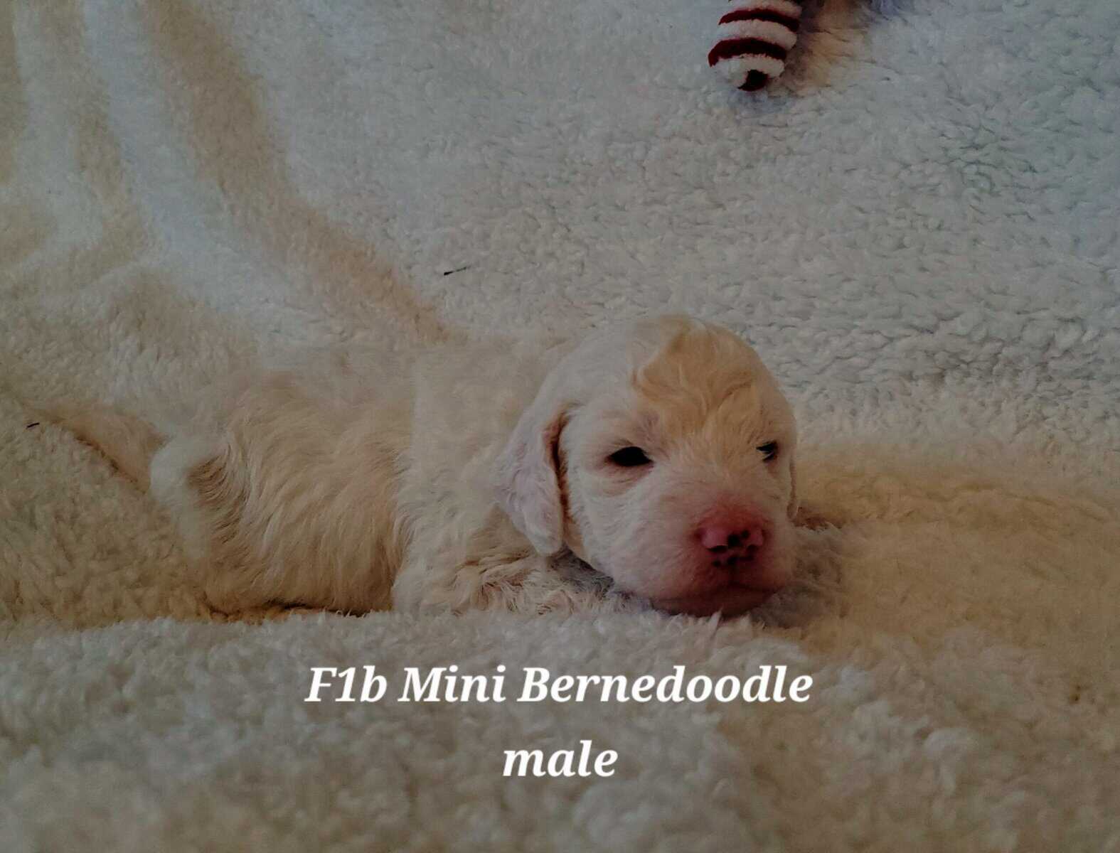 Mini Bernedoodles image 1