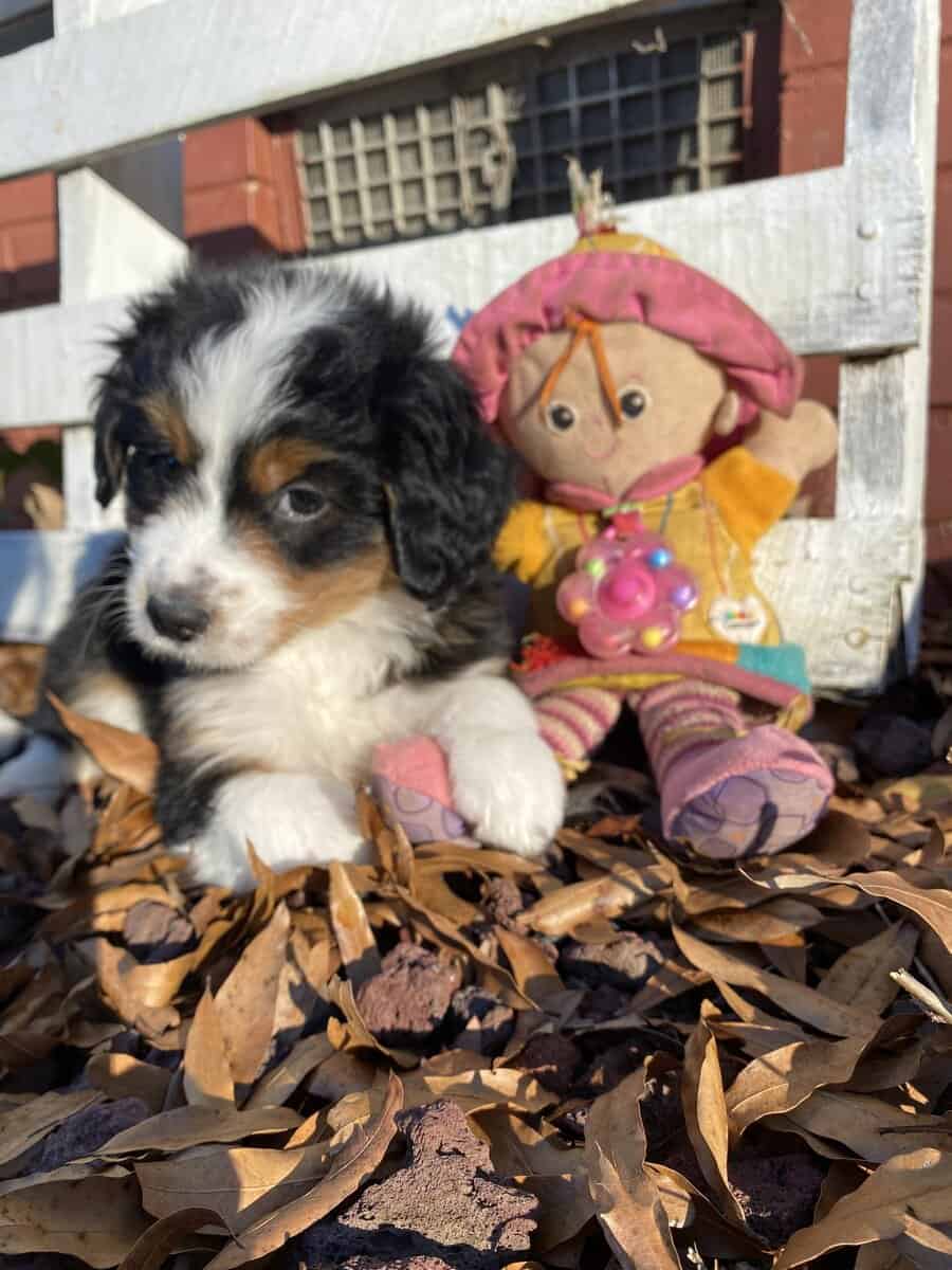 F2 mini Bernedoodle - Bailey -male image 2
