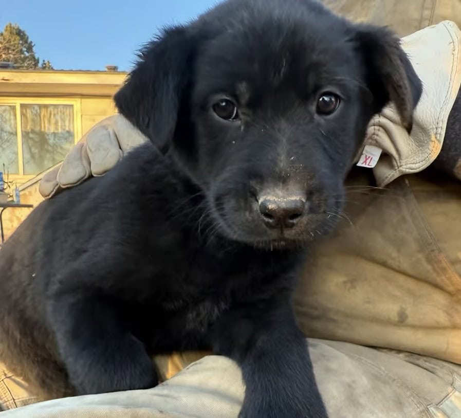 Lab mix puppies! image 1
