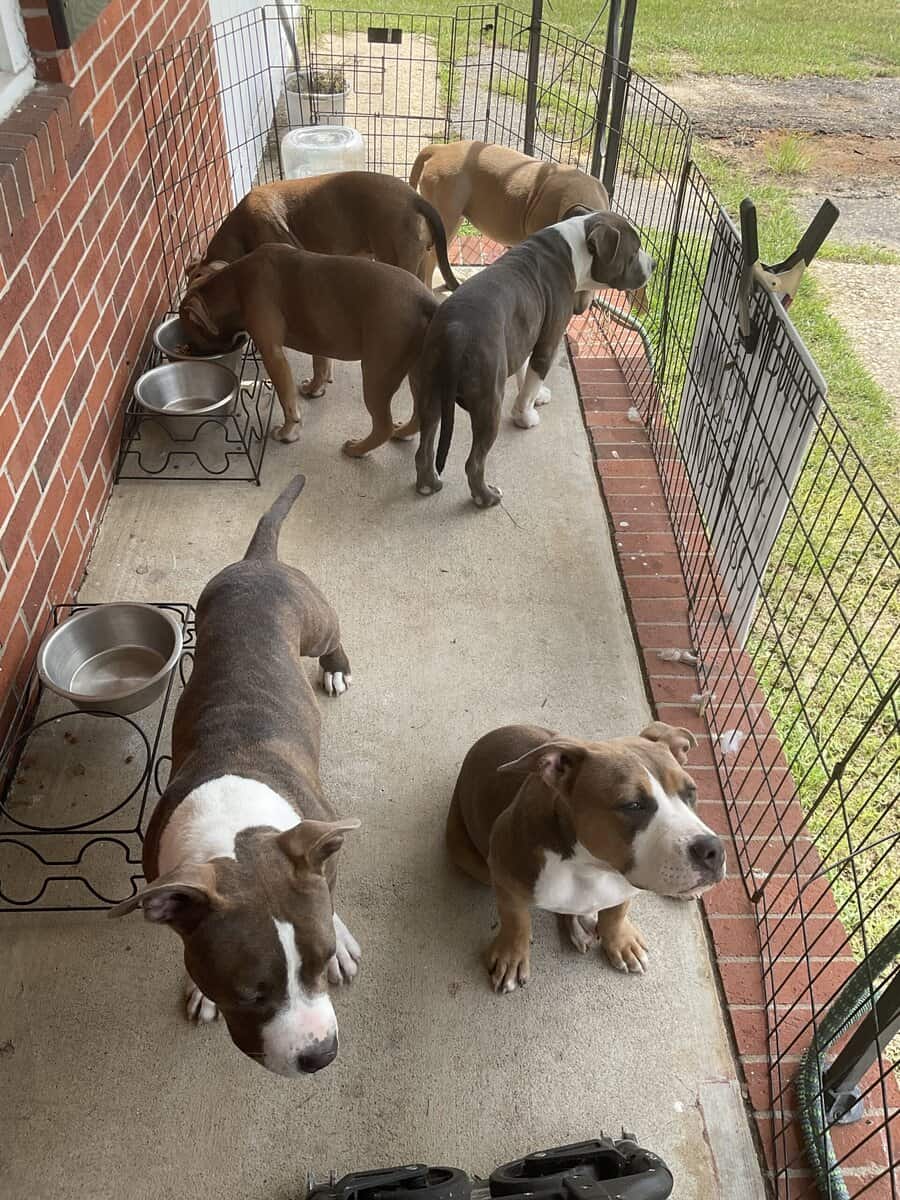 8 month old American Bullies image 3