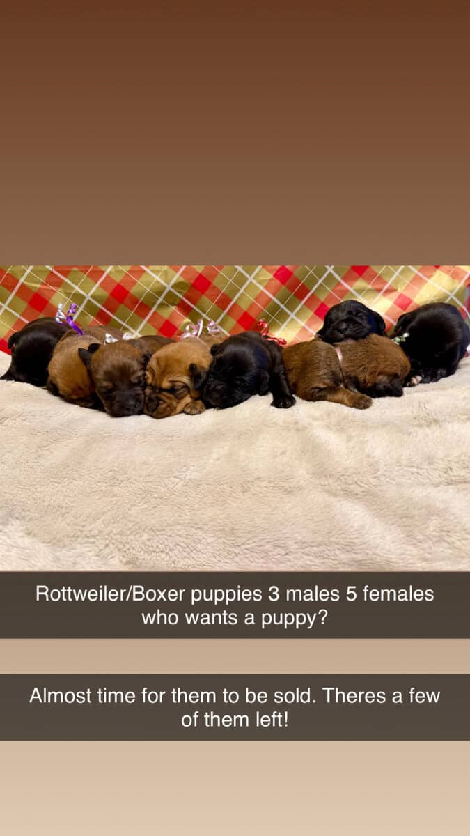 Rottweiler/Boxer puppies image 5
