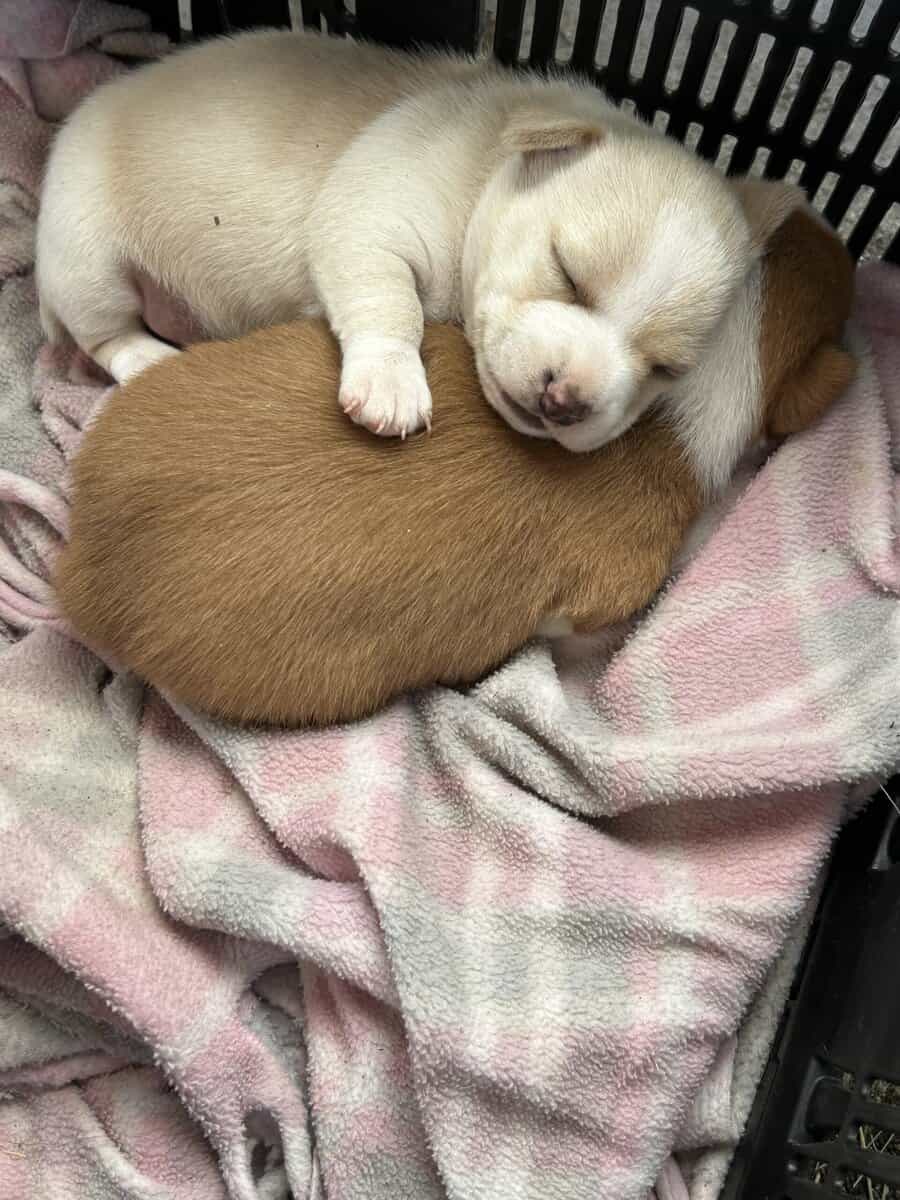 Chihuahua Puppies image 4