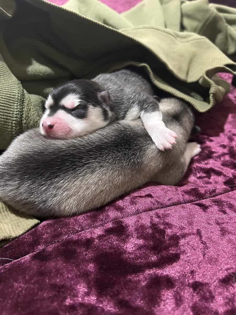 Husky image 5