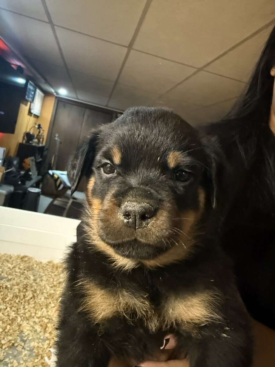 Rottweiler puppy Hercules image 1