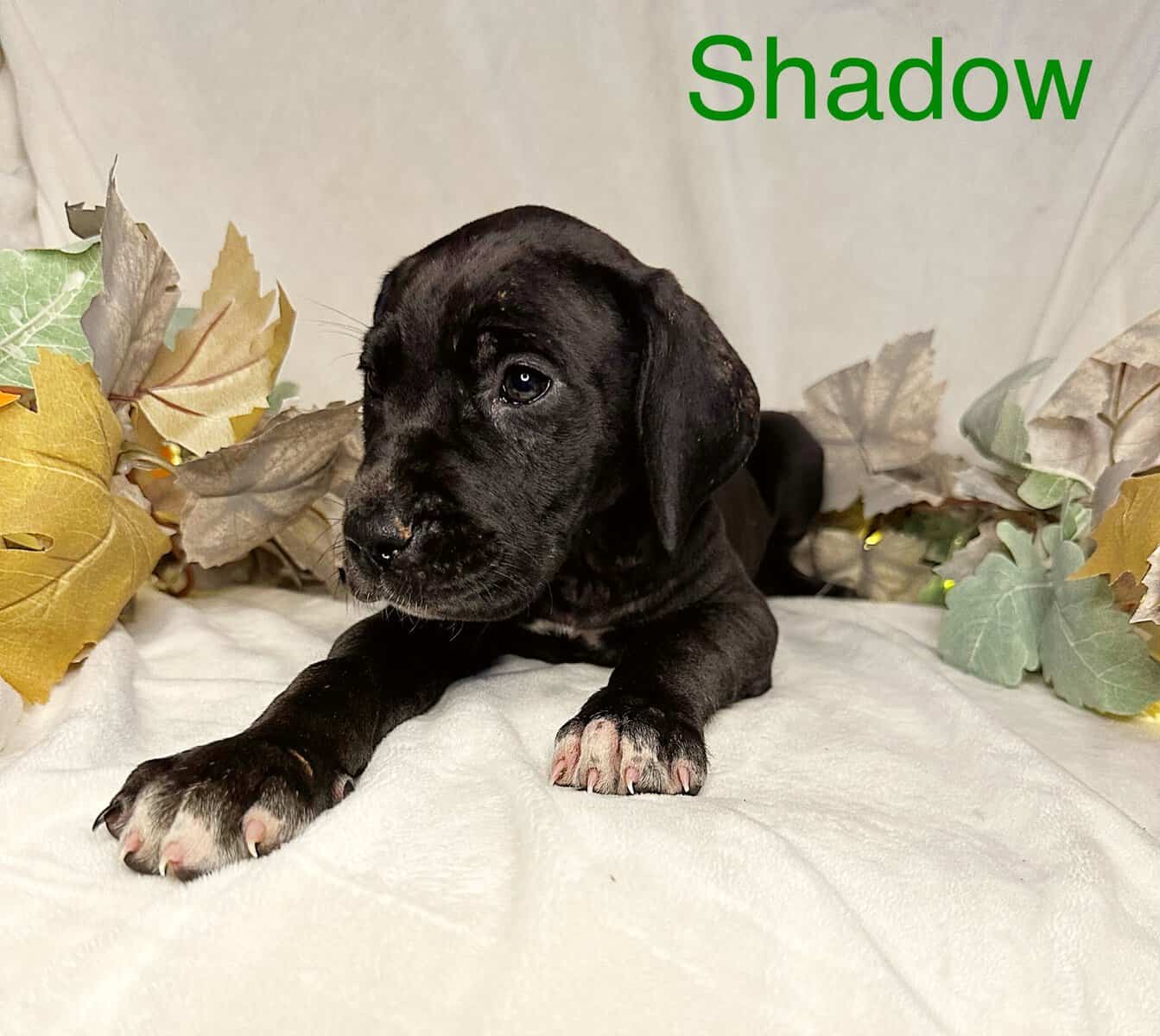 Shadow AKC Great Dane image 2