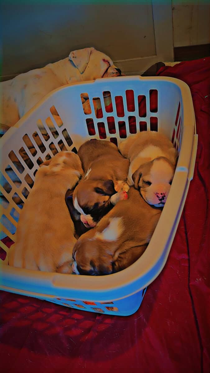 I have 2 two boxers left image 2