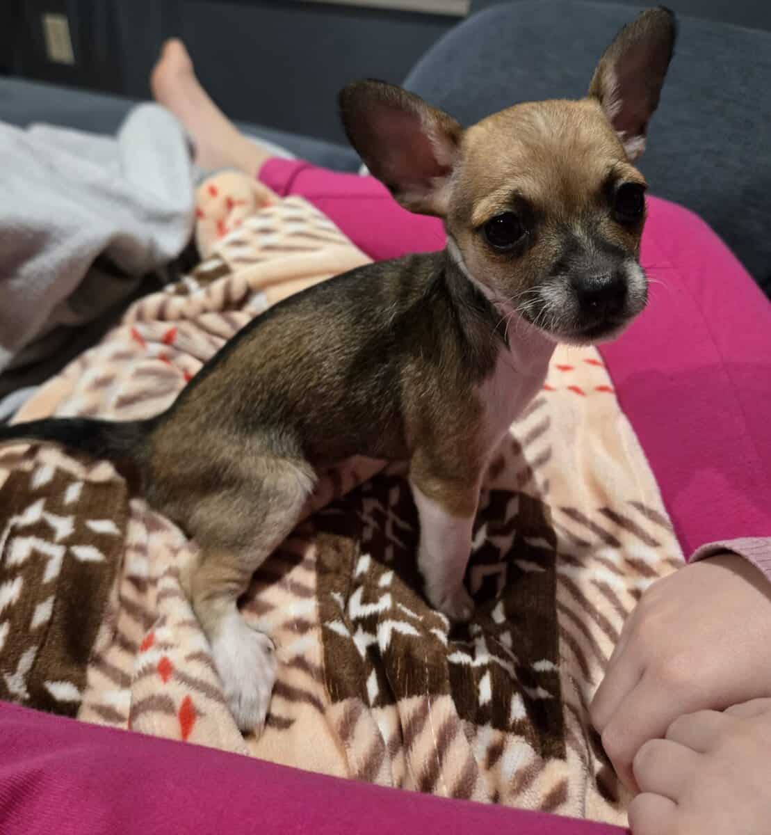 Chihuahua puppy image 1