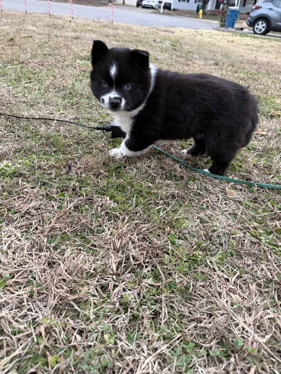 Aria the Pomsky image 2