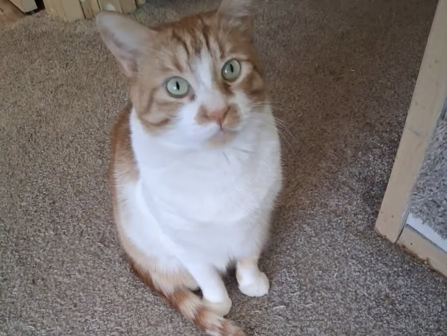 Special Needs, Loving, Pretty Orange and White Cat image 1