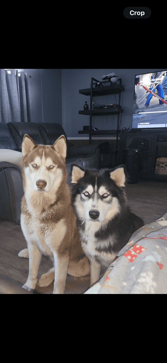 Husky puppies image 10