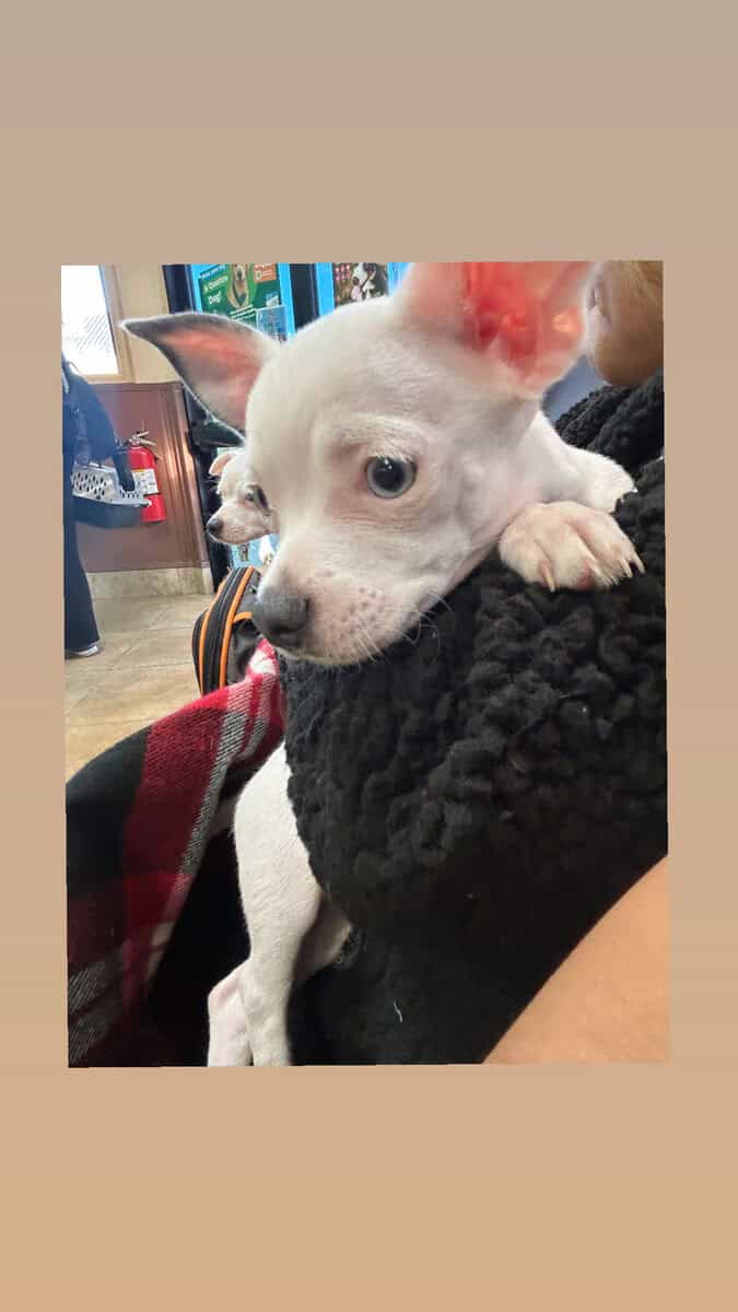 White Chi W/ Blue Eyes image 3