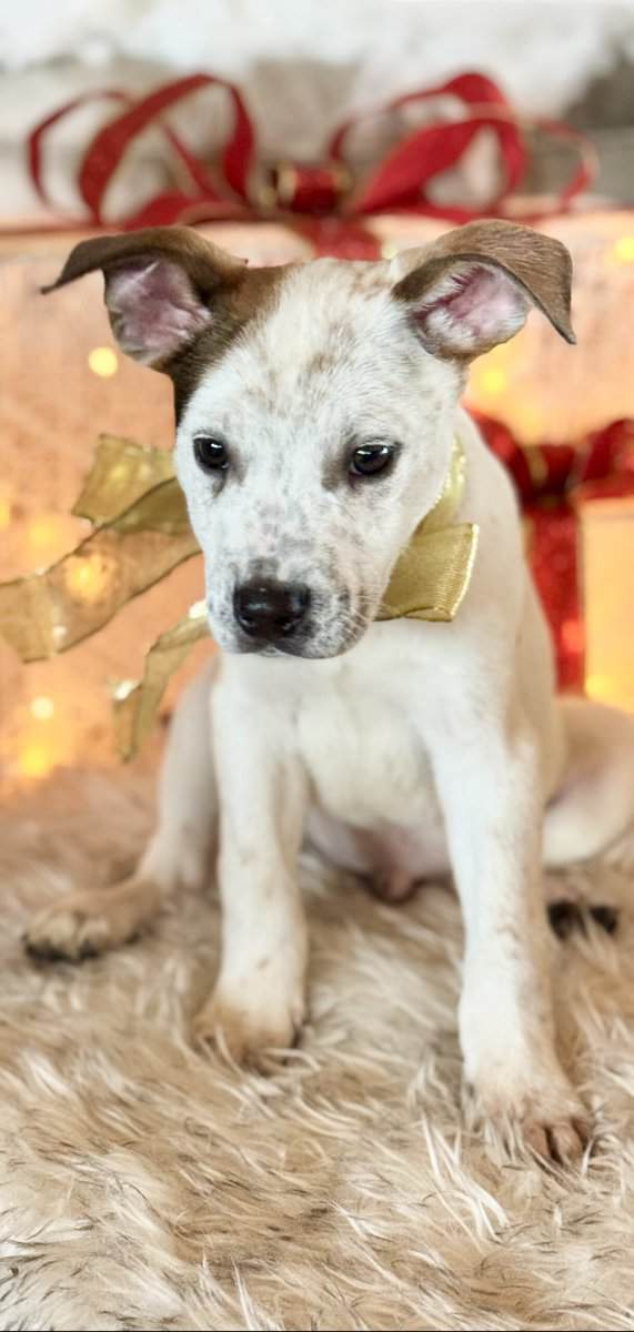 🏡🐶🐾Adorable Pit/Mix Puppies !!🐾🐶 🏡 image 5