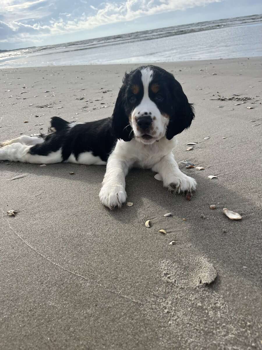 English Springer Spaniel image 5