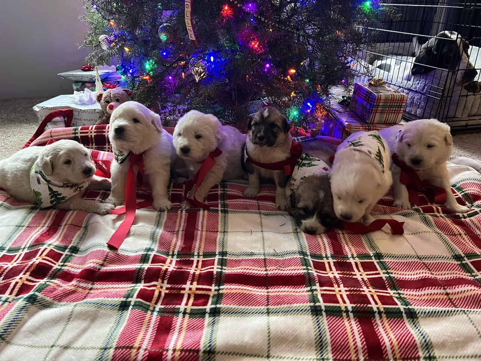 5 Farm Pups image 3