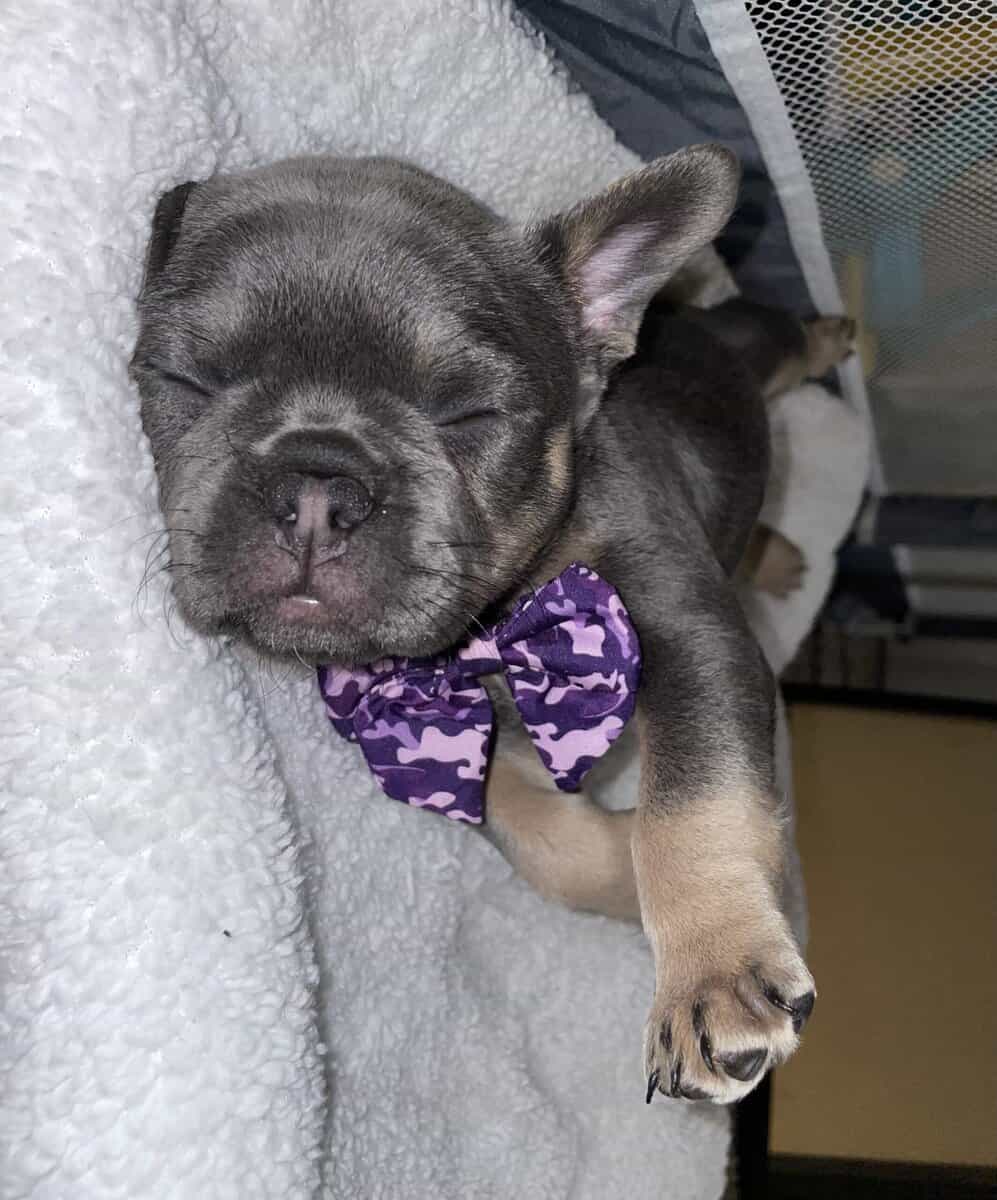 Lady, French bulldog image 4