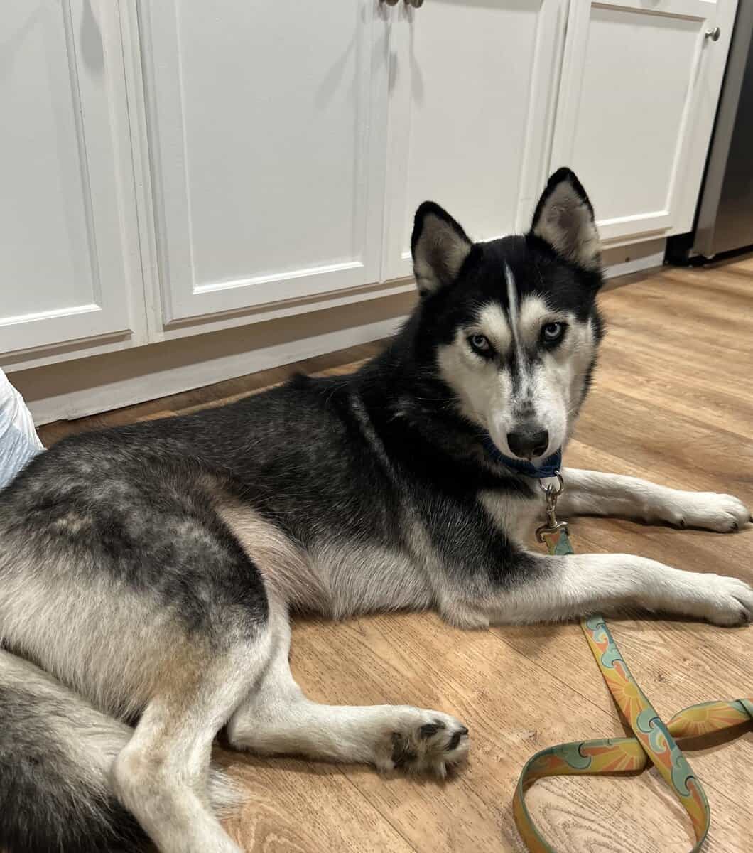 pet rehoming image 1