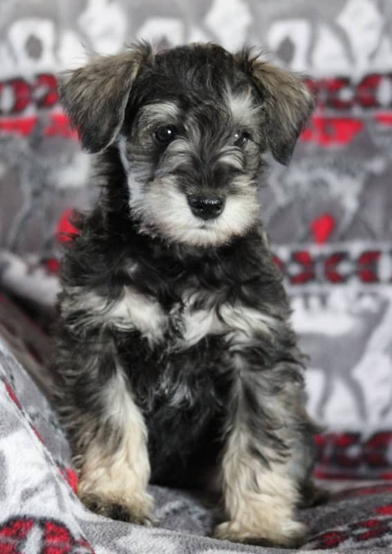 Miniature Schnauzer Puppies! image 4