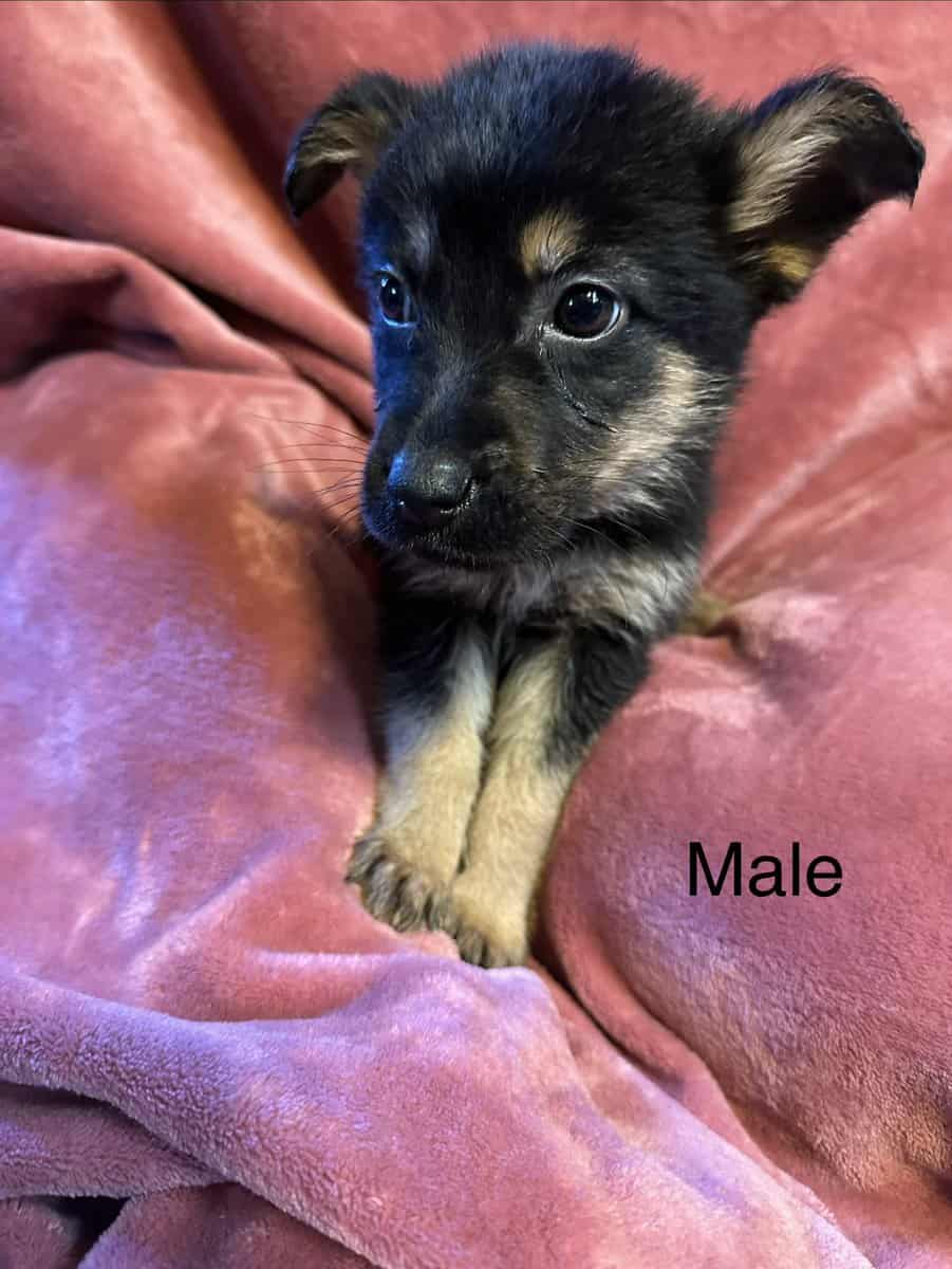 German Shepherd Puppies image 4
