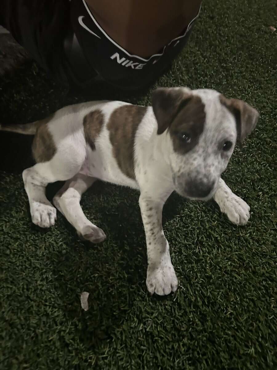 LOST PUPPY image 4