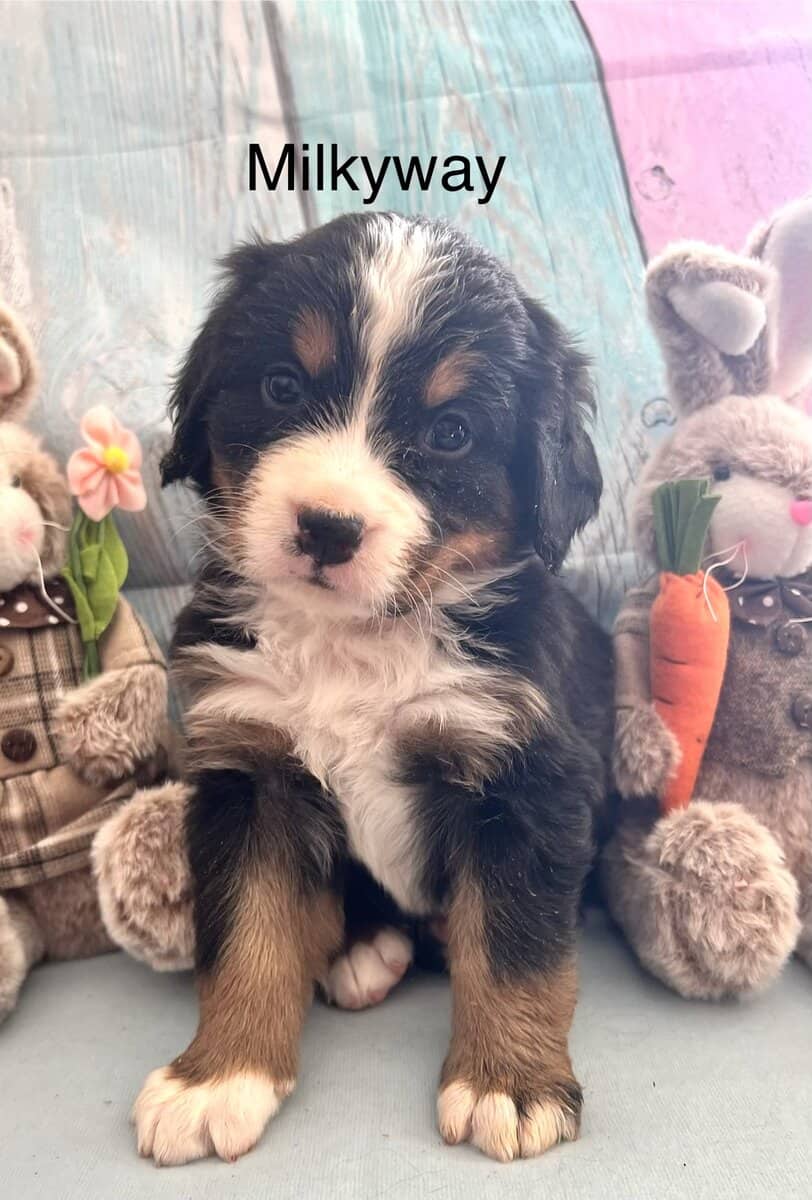 Gorgeous Bernese puppies image 1