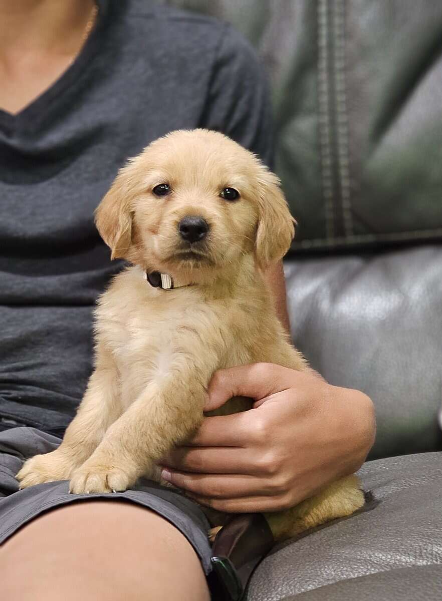 Puppy Boy image 1