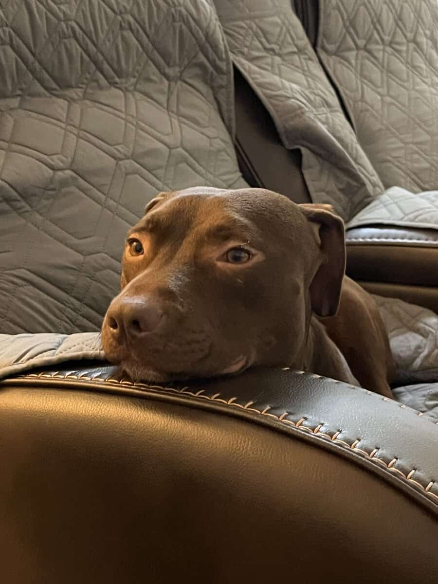 Rehoming mixed breed, for single dog household image 3